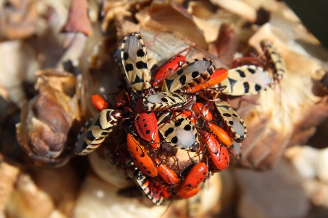 Welwitschia Tour From Swakopmund - Customer Feedback Highlights