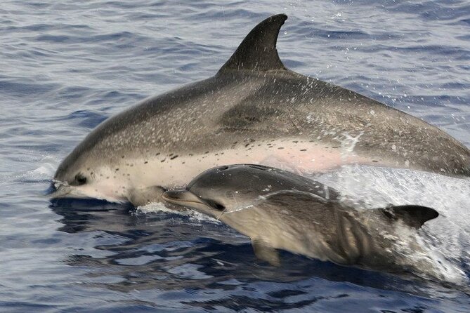 Whale and Dolphin Watching Tour on Pico Island - Operator Expertise