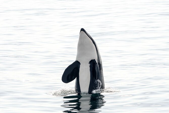 Whale Safari With Puffins and Muffins (Andøy, Vesterålen) - The Sum Up