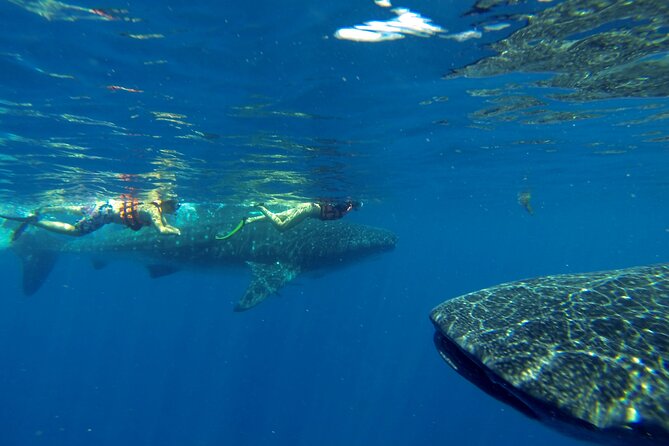 Whale Shark Encounter Full-Day All Inclusive Tour From Riviera Maya - Transportation and Pickup Locations