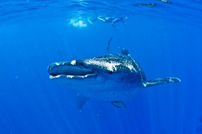 Whale Shark Experience From Playa Del Carmen - Tour Booking and Reservation