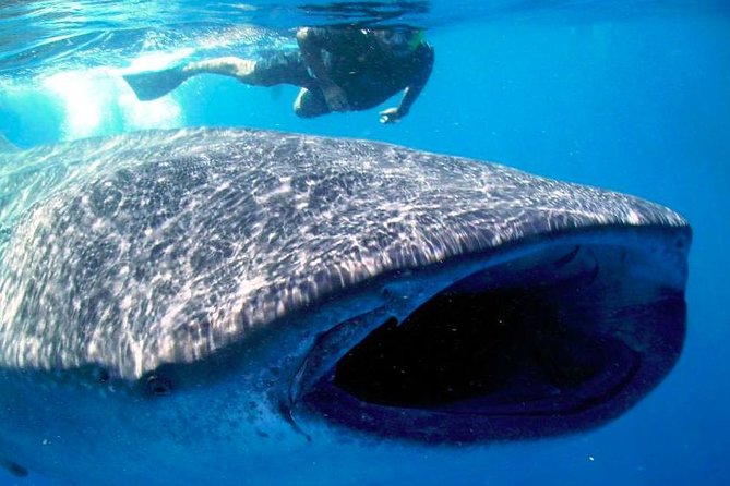 Whale Shark Experience Lifetime Memory in Cancun (Snack Included) - Frequently Asked Questions
