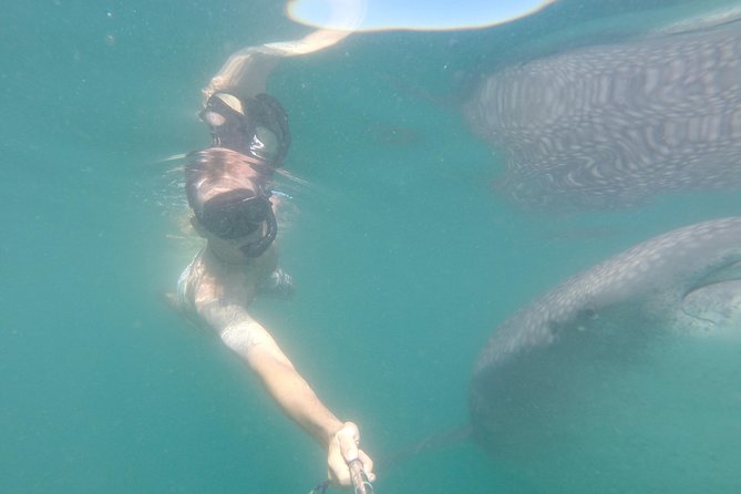 Whale-Shark Snorkeling Excursion to La Paz - Booking and Pricing
