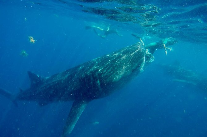 Whale Shark Tour From Cancun and Playa Del Carmen - Safety Considerations