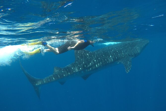 Whale Shark Tour From Holbox Island - Recommendations for Guests