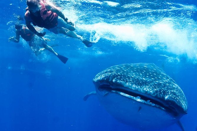 Whale Sharks Small-Group Tour in Cancun and Riviera Maya - Traveler Feedback