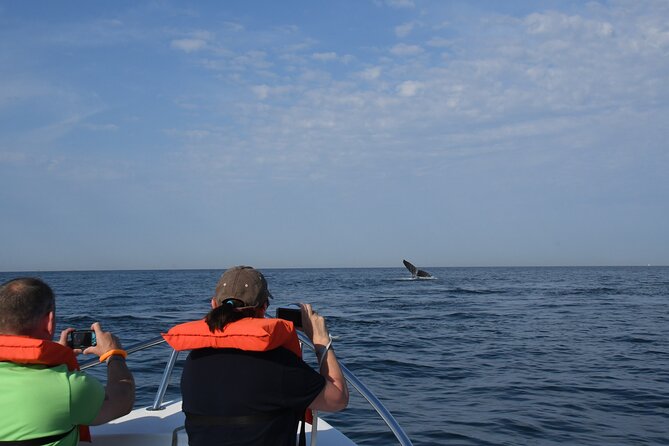 Whale Watching Adventure - Leaded by Marine Biologist. - Eco-Friendly Whale Watching