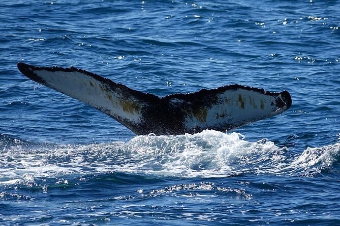 Whale Watching and Marine Life Tour in Reykjavik - Safety Protocols
