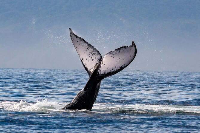 Whale Watching Cruise In Puerto Vallarta & Nuevo Vallarta - What to Expect Onboard