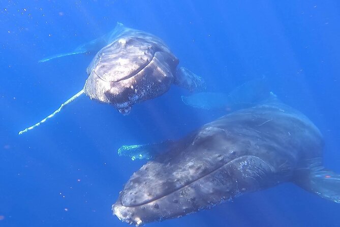 Whale Watching Experience in Cabo San Lucas - Tour Schedule and Availability