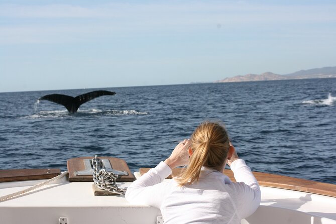 Whale Watching Group Tour in San Jose Del Cabo - Memorable Encounters With Whales
