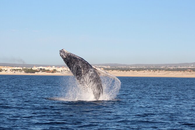 Whale Watching in Cabo San Lucas: Sightseeing Cruise and Shopping - Additional Tour Options and Offerings