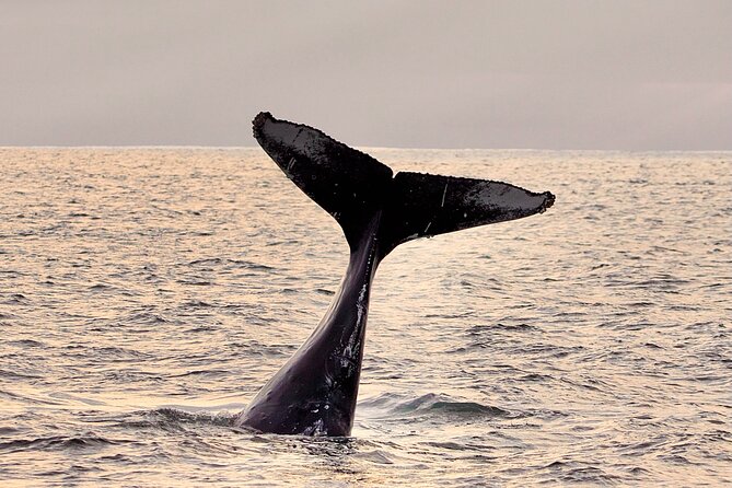 Whale Watching Tour - Traveler Reviews and Feedback