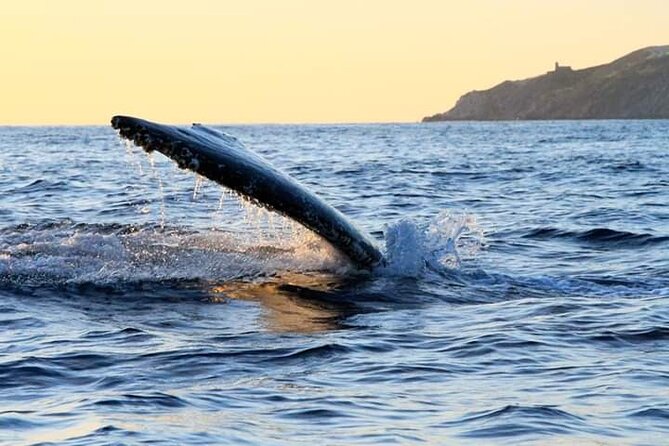 Whale Watching Tour in Los Cabos - Booking and Cancellation