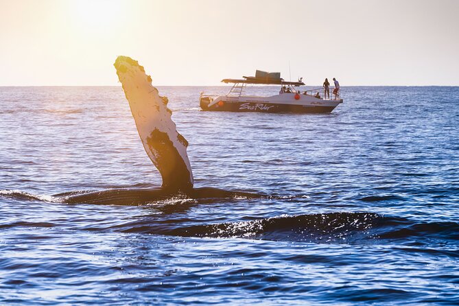 Whale Watching With Lunch and Transportation Included - Booking and Pricing