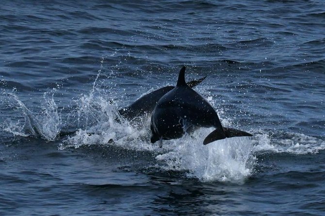 Whales & Dolphins Watching Day Tour in Mirissa From Bentota & Its Surrounding - Booking Your Adventure