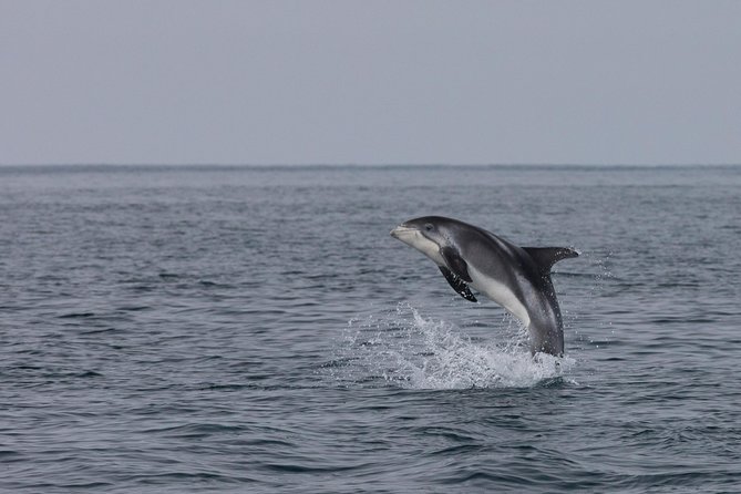 Whales of Iceland From Land and Sea - Combining Land and Sea Adventures