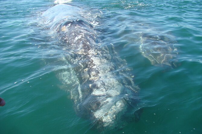 Whales Tour From La Paz - Booking and Confirmation