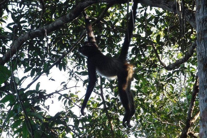 Wild Monkey Tour (Private, Half Day) - Wildlife Encounters