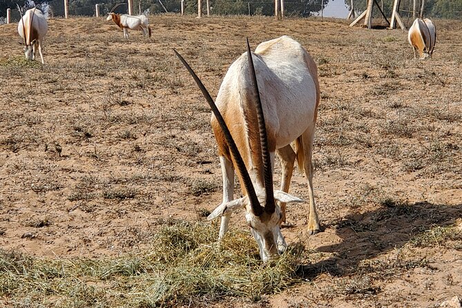 Wild National Park & Sahara Desert Including Couscous & Tajine - Essential Travel Tips
