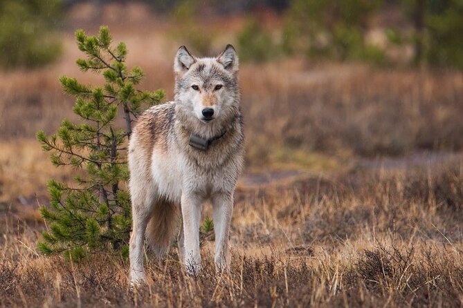 Wildlife and Waterfalls - Wildlife Viewing Tips