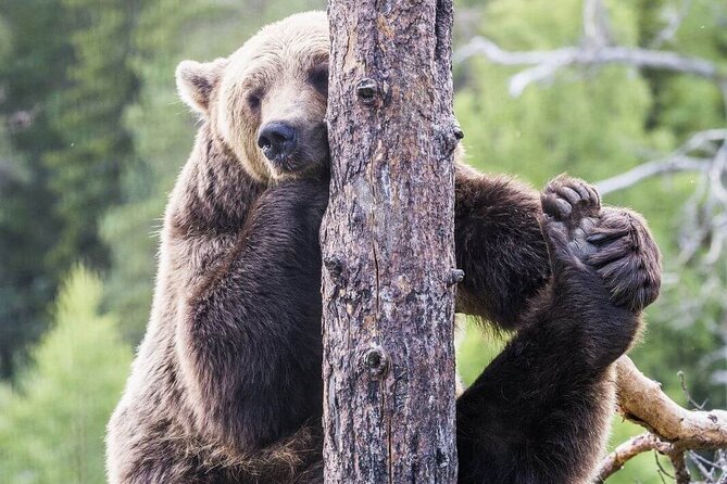 Wildlife Park Ranua - Plan Your Visit to Ranua