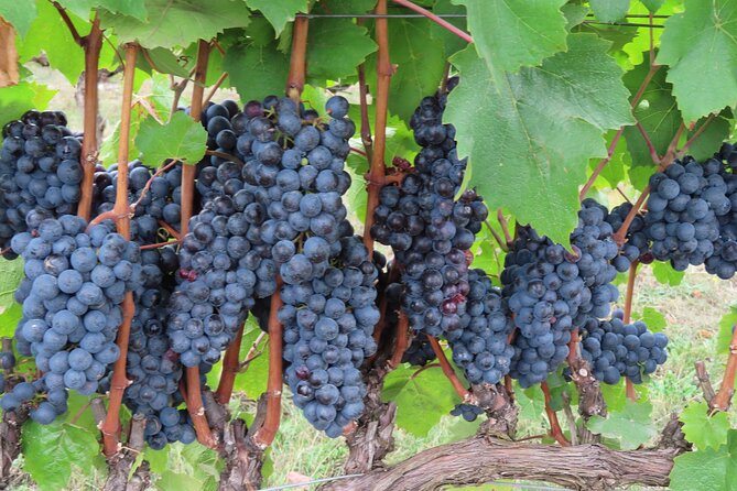 Willamette Valley Boutique Winery Tour With Lunch - Booking and Pricing