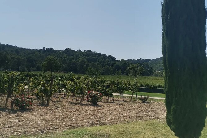 Wine Elegance: Discovery at Château La Coste and La Gaude - Since You Asked