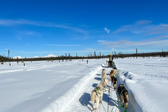 Winter Dog Sled Tour: Day or Night. - Sum Up