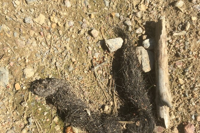 Wolf and Wildlife Tracking in Sweden - Additional Details