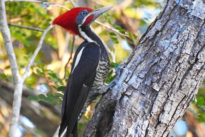 Xocen Birding - Frequently Asked Questions