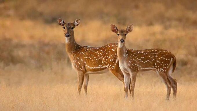 Yala National Park & Birds Park From Galle/Weligama/Mirissa - Booking and Cancellation