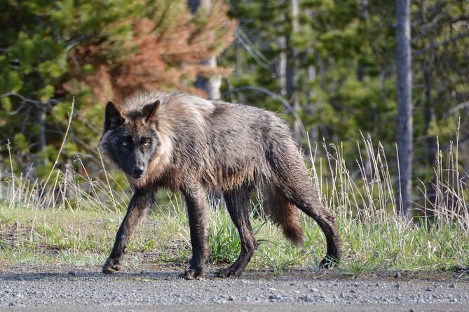 Yellowstone for Kids Family Fun Tour W/Pu in West Yellowstone - Questions About Your Stay