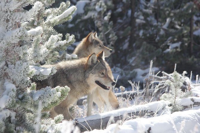 Yellowstone & Grand Teton National Parks - Ultimate Wildlife Safari - Sum Up