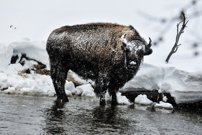 Yellowstone & Grand Teton National Parks Winter Tour: Small Group 4-Day Tour - Important Considerations