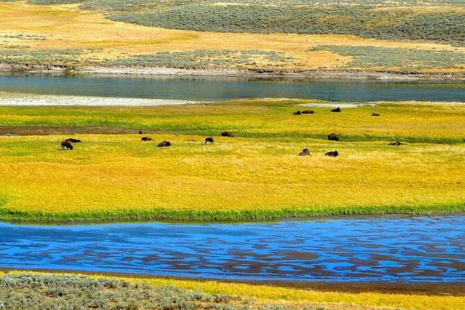 Yellowstone Lower Loop VIP Full-Day Private Tour With Lunch - Tips for a Great Experience