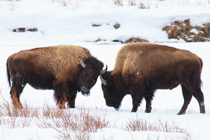 Yellowstone Snowshoe Safari From Bozeman - Private Tour - Why Choose This Tour