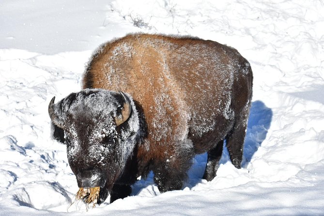 Yellowstone Western Tours - Tips for Your Tour