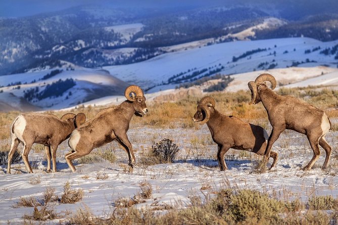 Yellowstone Wolves and Winter 4day/3night Adventure From Montana - Preparing for Your Adventure