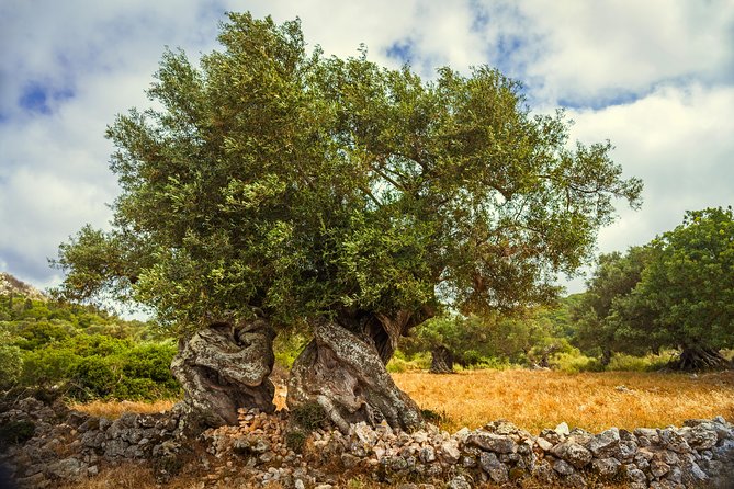 Zakynthos Island Small-group Jeep Safari - Booking Information and Tips