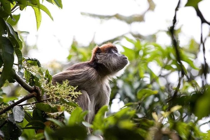 8-Day Murchison Falls, Chimp and Epic Gorilla Trekking Safari - Good To Know