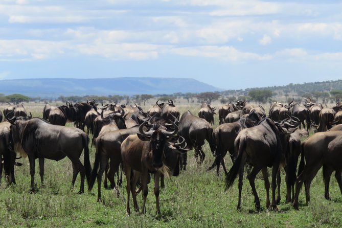 8 Day Tanzania Family Safari