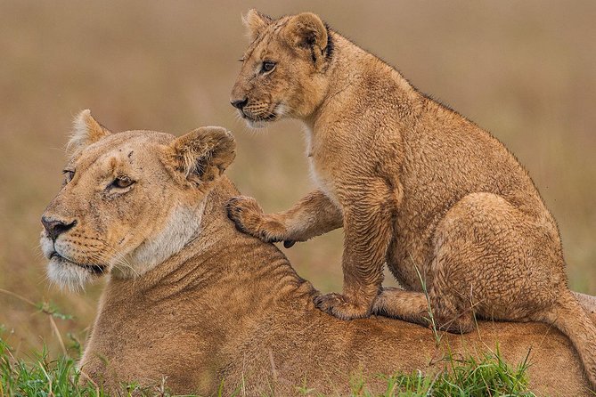 8 Days 7 Night Best Kenya and Tanzania Private Lodging Safari - Key Points