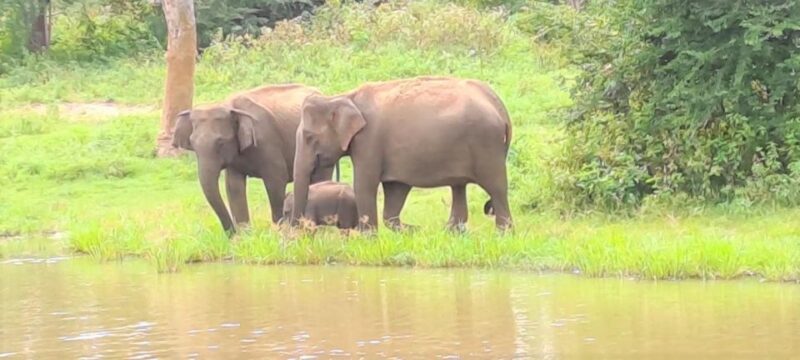 8 Days - Sri Lanka Sightseeing Tour - Good To Know