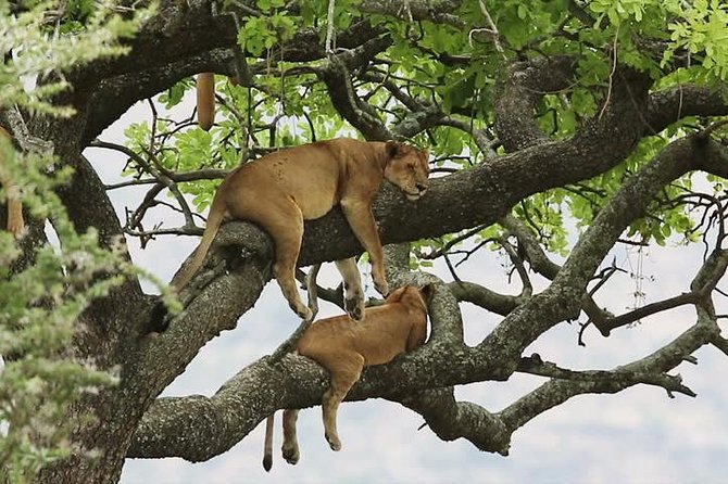 8 Days Uganda Primate & Wildlife Safari Tour - Key Points