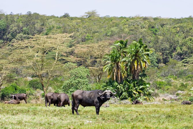 1 Day Short 4x4 Safari: ARUSHA NATIONAL PARK Incl. Lodge-Lunch - Frequently Asked Questions
