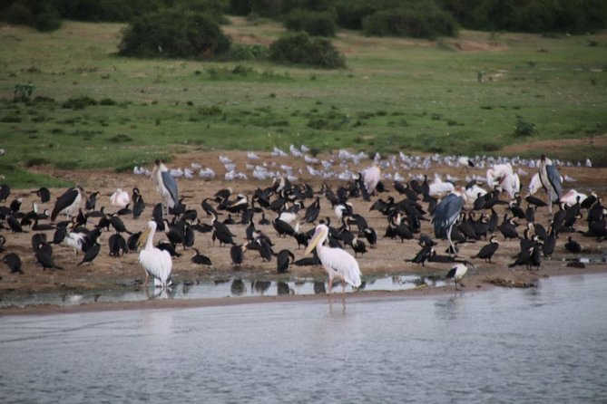 14 Day Pearl of Africa Uganda Classic Wildlife Safari - Frequently Asked Questions