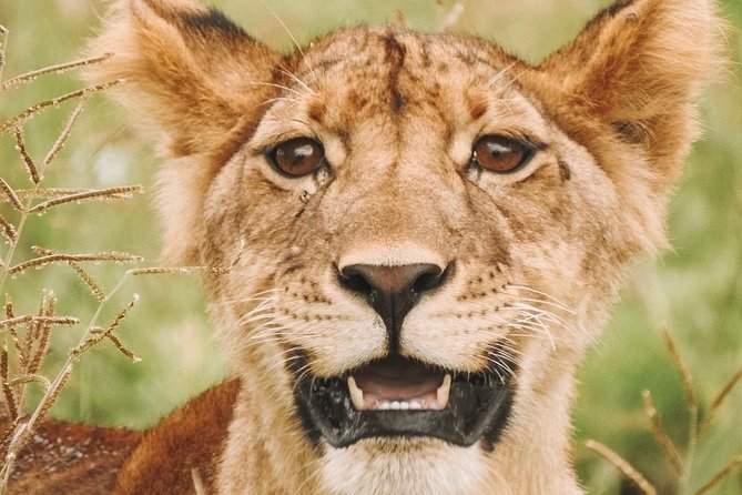 2 Days Mid Range Safari in Ngorongoro and Tarangire Big 5 Parks - Booking Information
