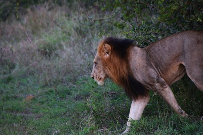 2 Days Pilanesberg National Park Luxury Safari - Frequently Asked Questions