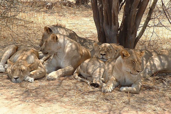 2 Days Ruaha National Park - Frequently Asked Questions